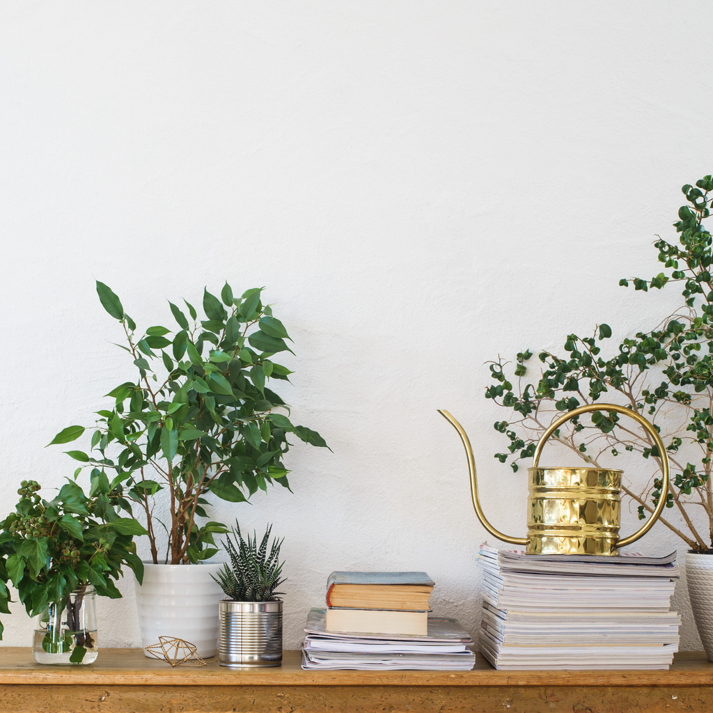 BLOG: The Air-Purifying Powers of Indoor Plants